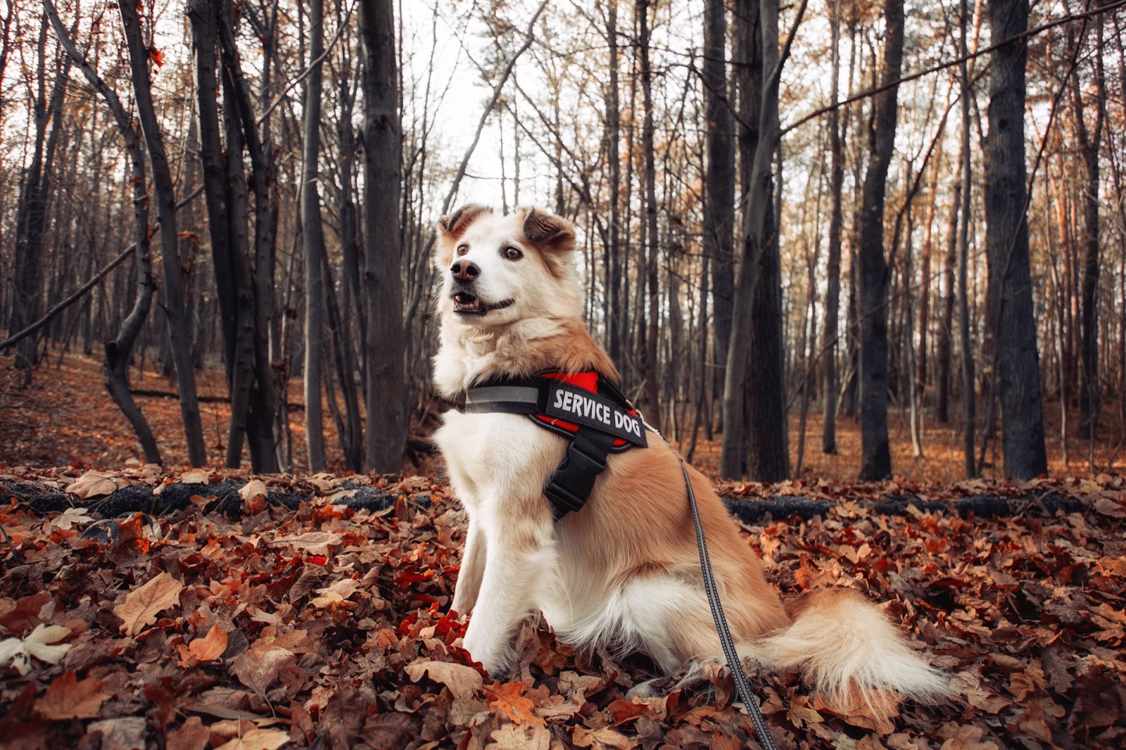 A service dog sitting attentively on lead in a wooded park.